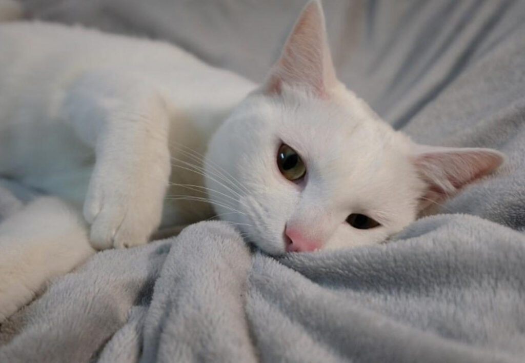 gatto bianco gioca con le coperte