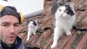 L’uomo imita il miagolio di un micio e il gatto rimane sconvolto. Il video della scena conquista gli utenti (VIDEO)