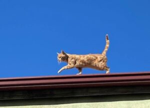 Questo gattino ha vissuto per ben quattro anni sopra un tetto, senza mai scendere