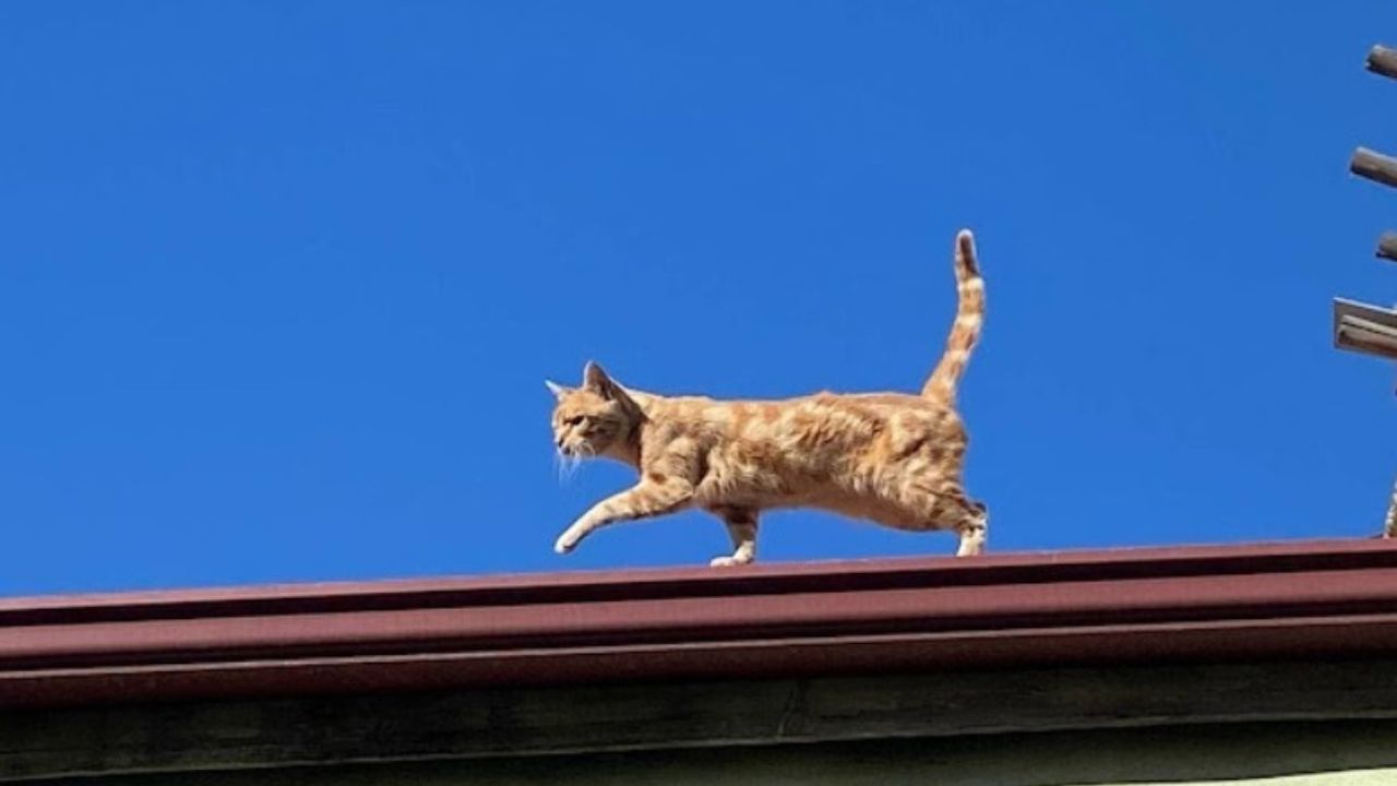 gattino sul tetto