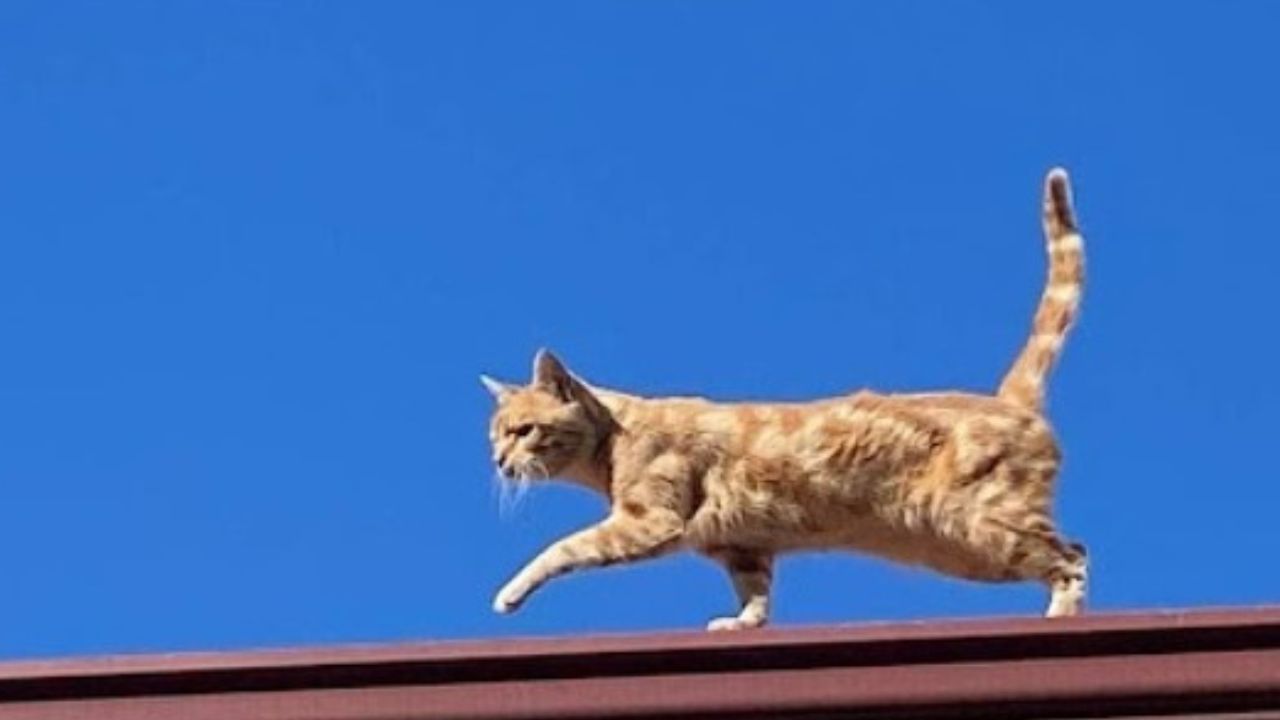 gatto sul tetto