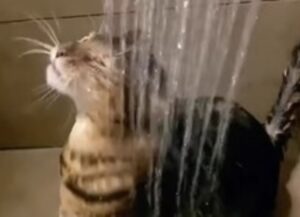 Il dolce gatto tigrato si gode la sua doccia calda insieme al suo padrone (VIDEO)