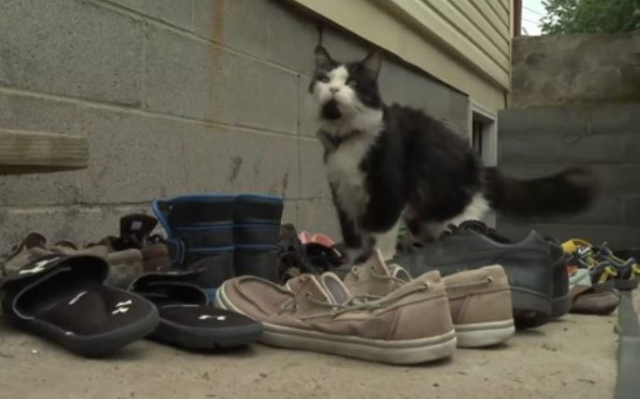 Un gatto dal mantello bianco e nero con delle scarpe