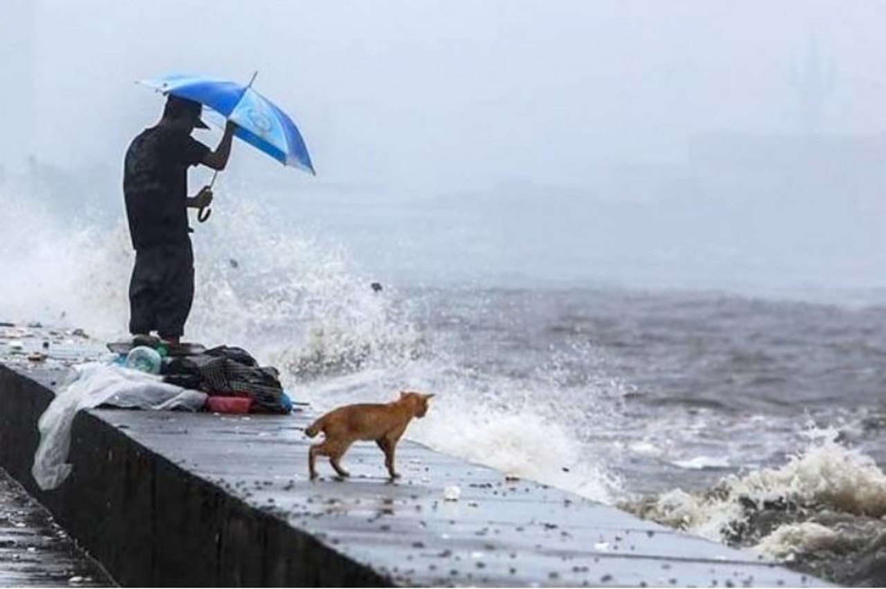 Un gatto davanti al mare in burrasca
Instagram/Linusescandor