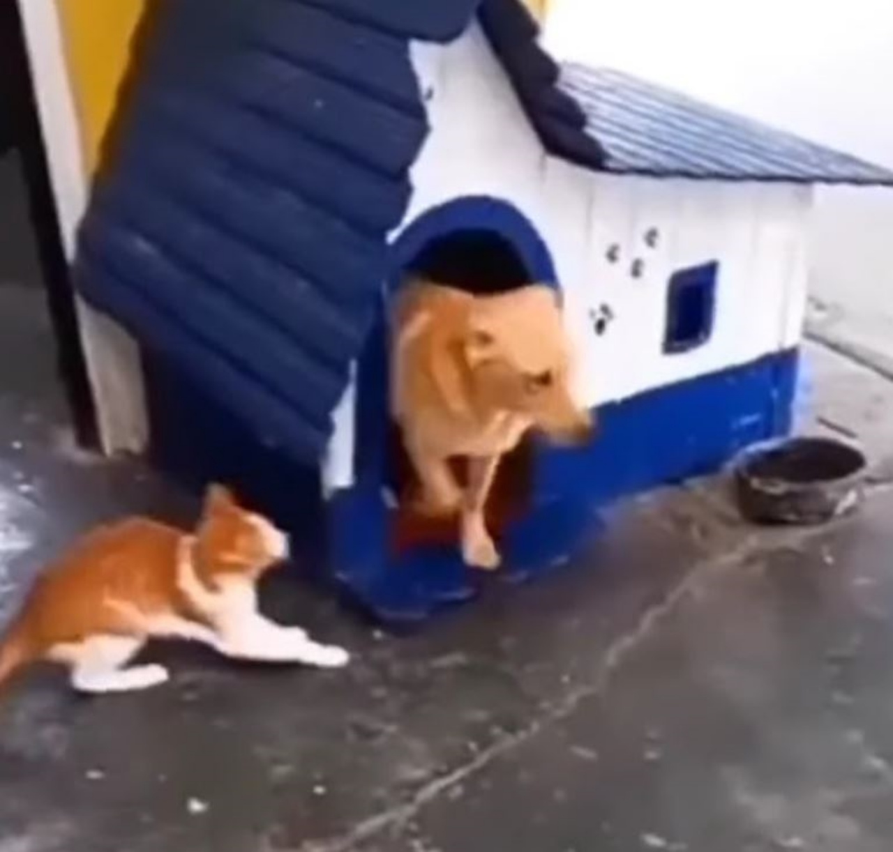 un cane esce dalla cuccia e un gatto lo aspetta
