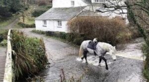 Il gattino “cavaliere” ama fare un giro ogni giorno sul suo amato amico pony