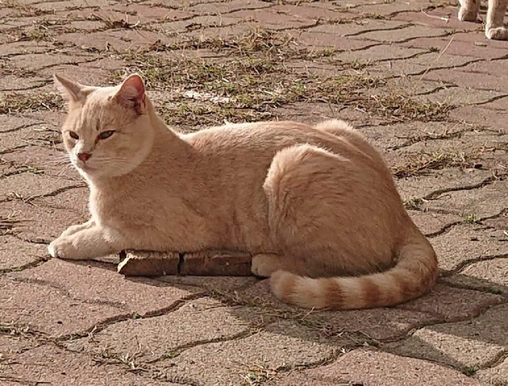 gatto pelo striato sulla coda