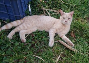 Isernia, disperso da mesi il piccolo Olly, la famiglia continua a cercare il gatto color crema