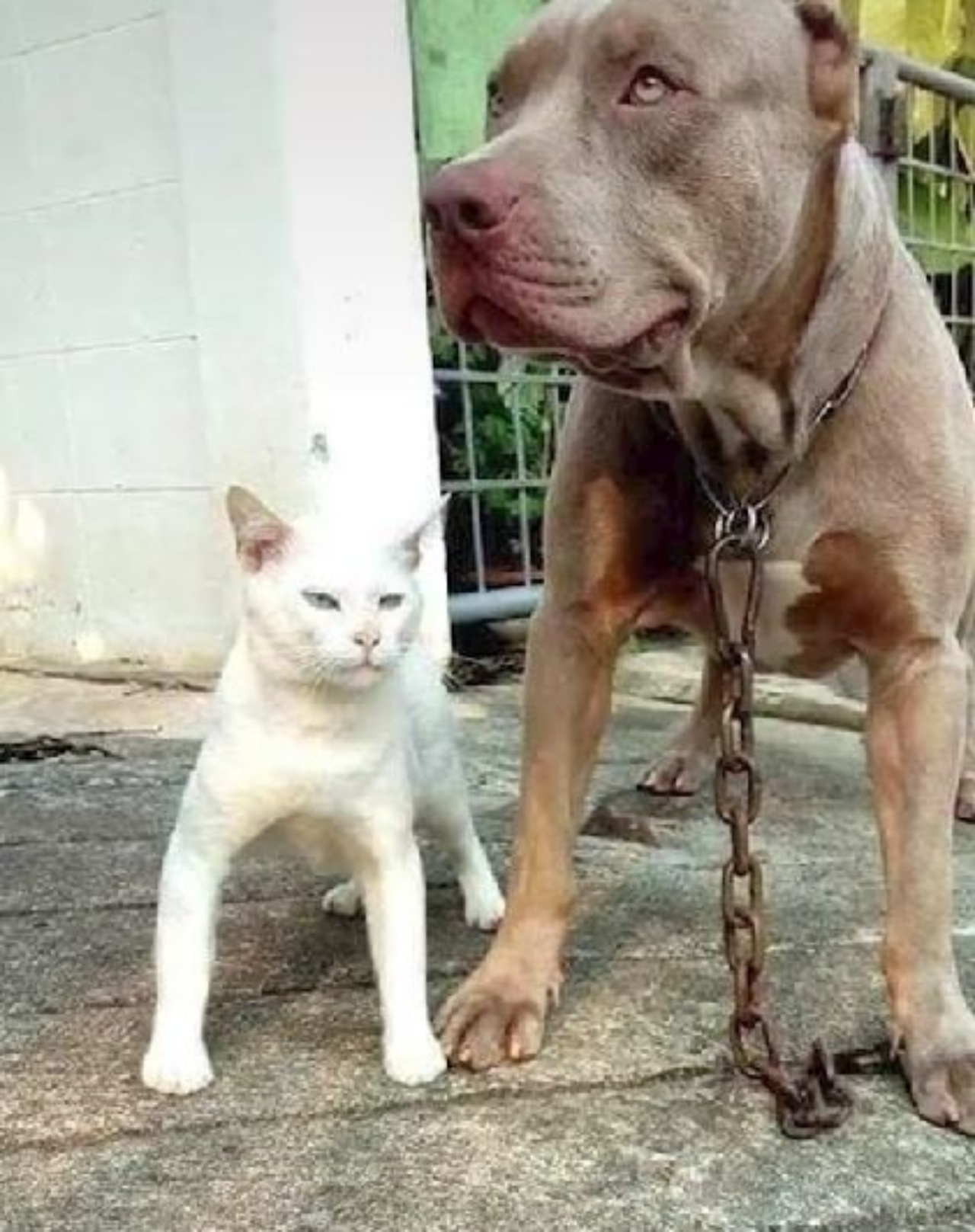 un gatto di nome Jinx vicino al suo amico Pitbull