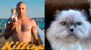 Posano a torso nudo per salvare dei dolcissimi gattini: calendario Kittendales 2023!
