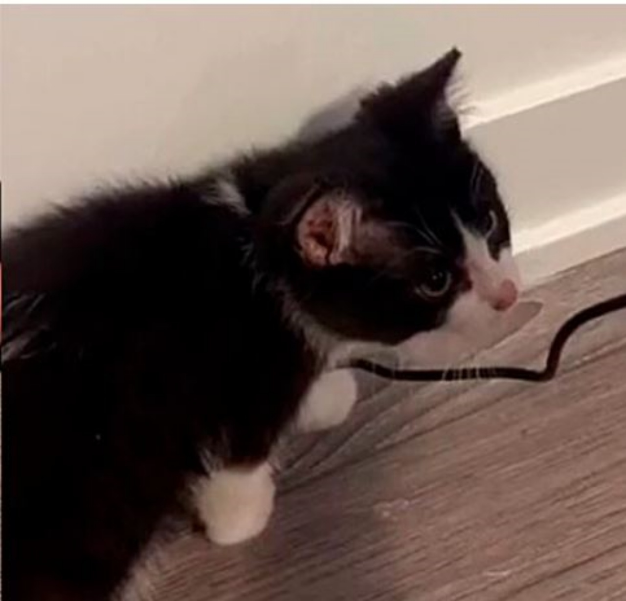 Un gattino dal mantello bianco e nero