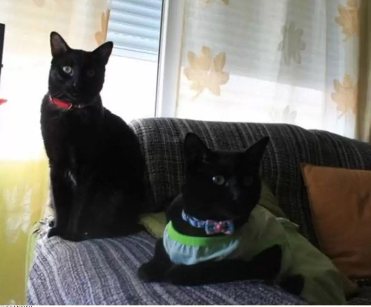 due gatti neri sul divano