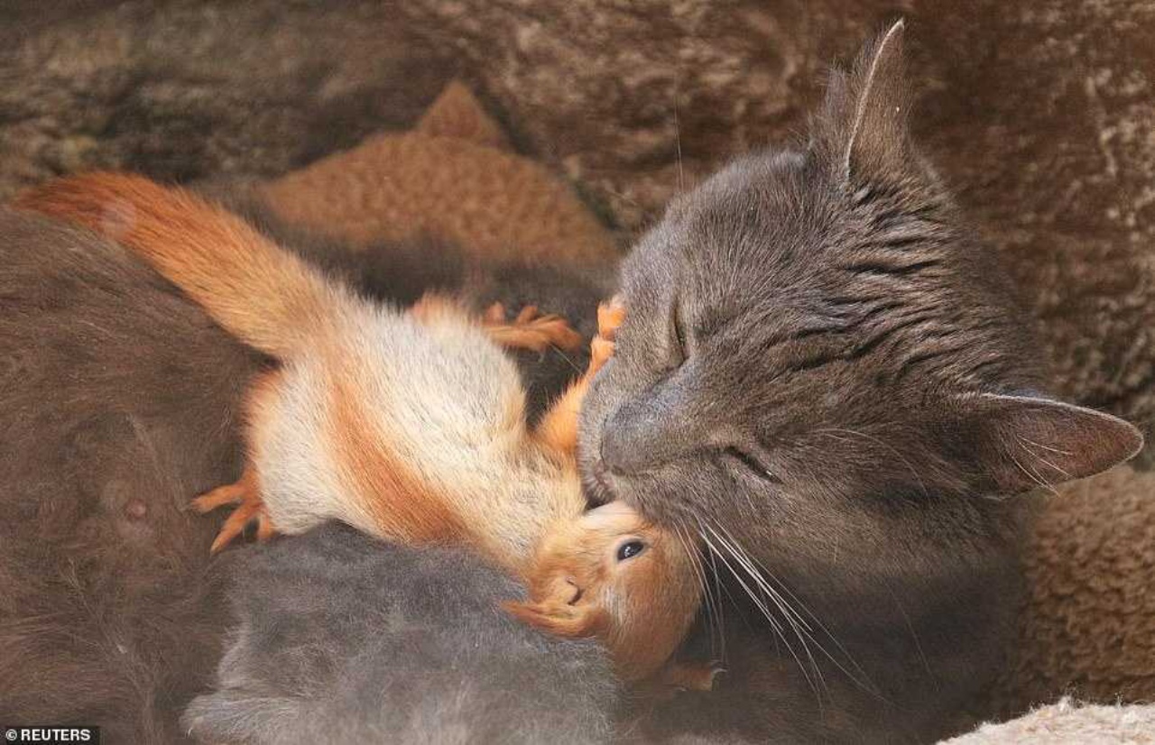scoiattolo e mamma gatta