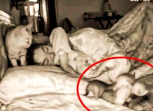 La mamma gatta porta i suoi micetti nel letto della sua amata umana in modo che non sentano freddo (VIDEO)