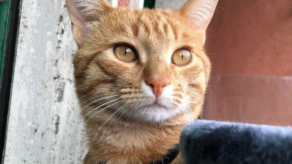 gatto pancho occhi rossi