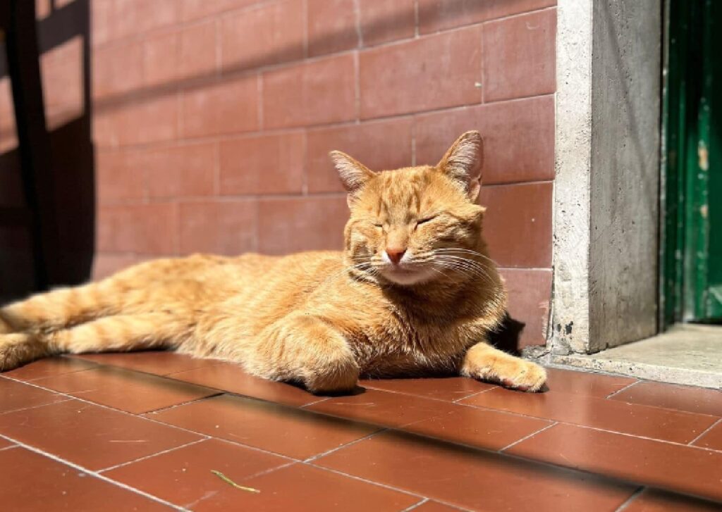 gatto prende il sole