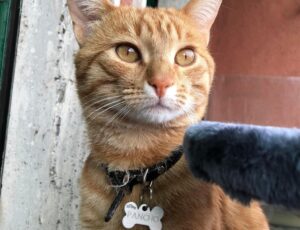 Milano, messa a disposizione una ricompensa per il ritrovamento di Pancho, il gatto rosso scomparso