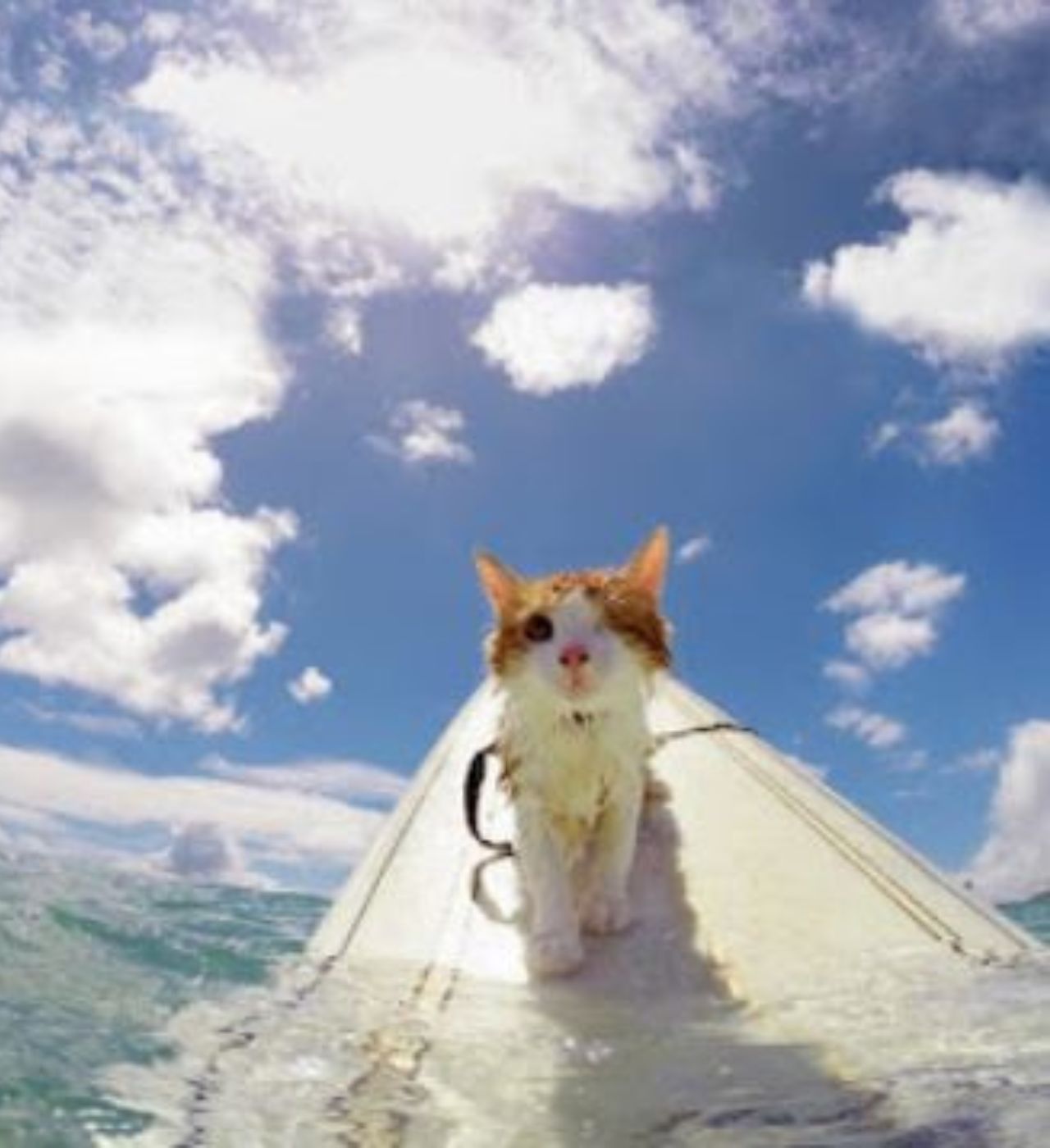 Un gattino sulla tavola da surf