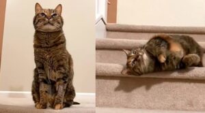 un gatto sulle scale