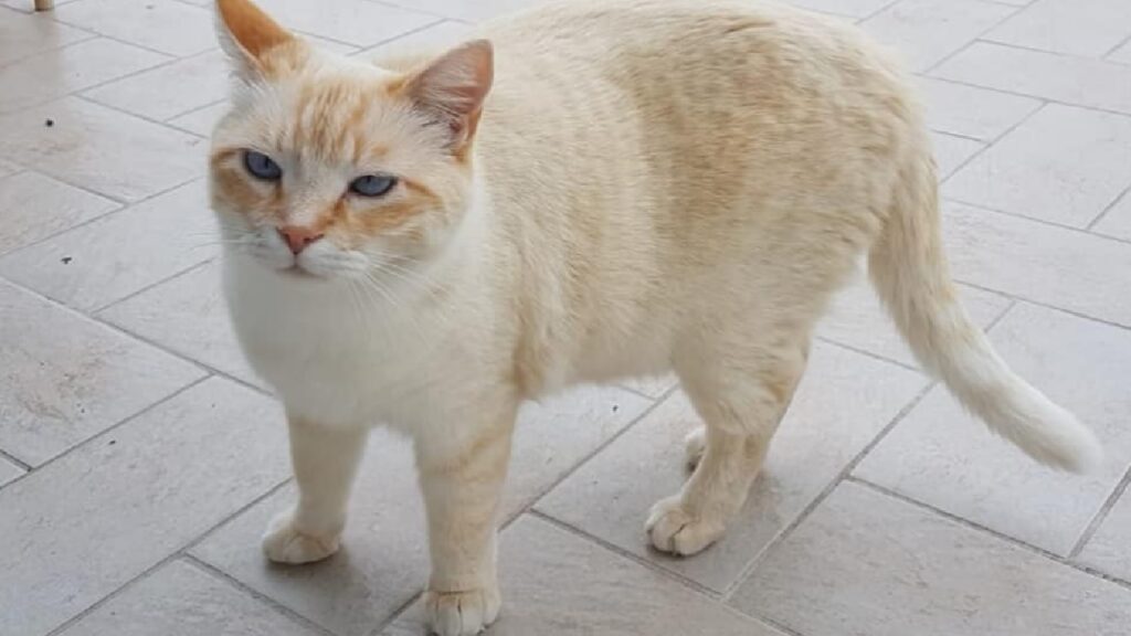 gatto pelo bianco arancione