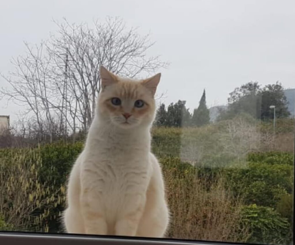 gatto dietro vetro trasparente