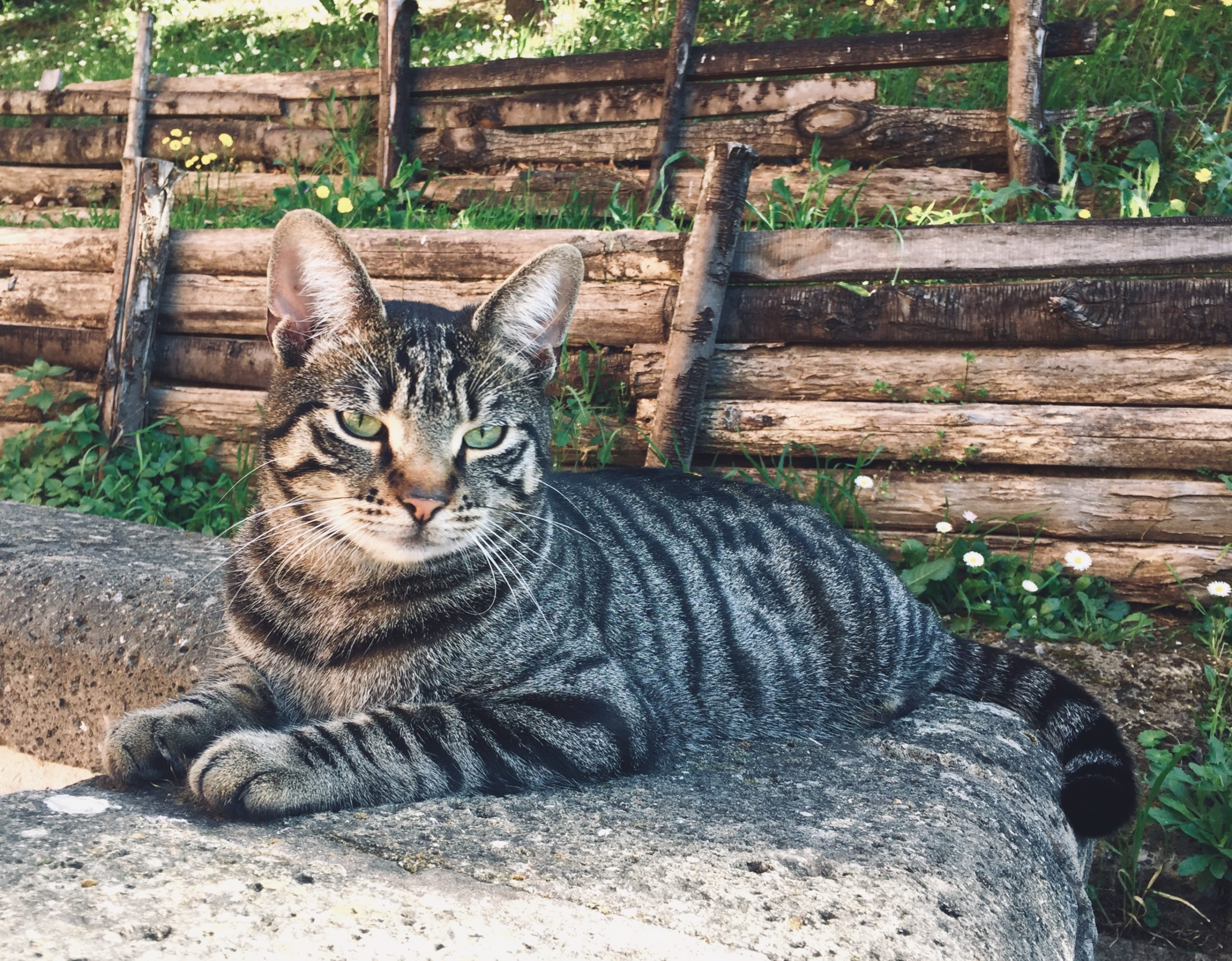 gatto tigrato all'aperto