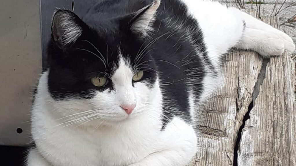 gatto tullio pelo nero bianco