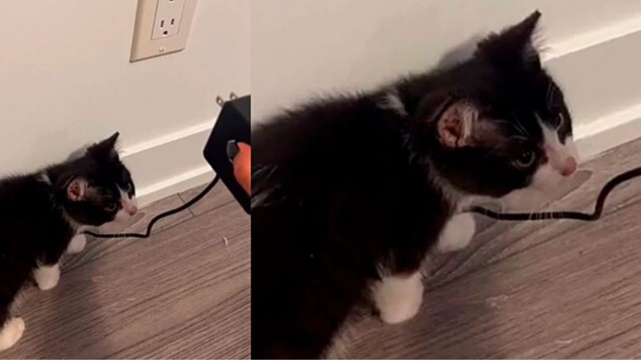Un gattino vicino ad una presa elettrica