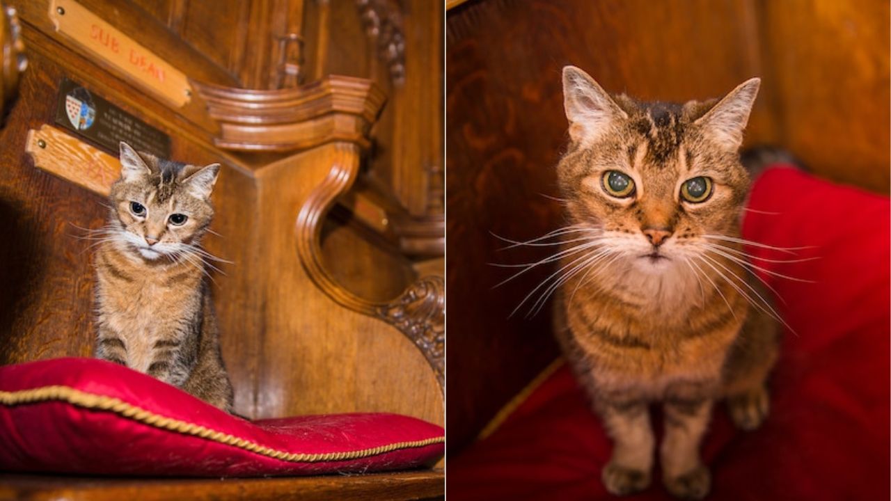 chiesa celebra il funerale di un gatto vissuto lì per 12 anni