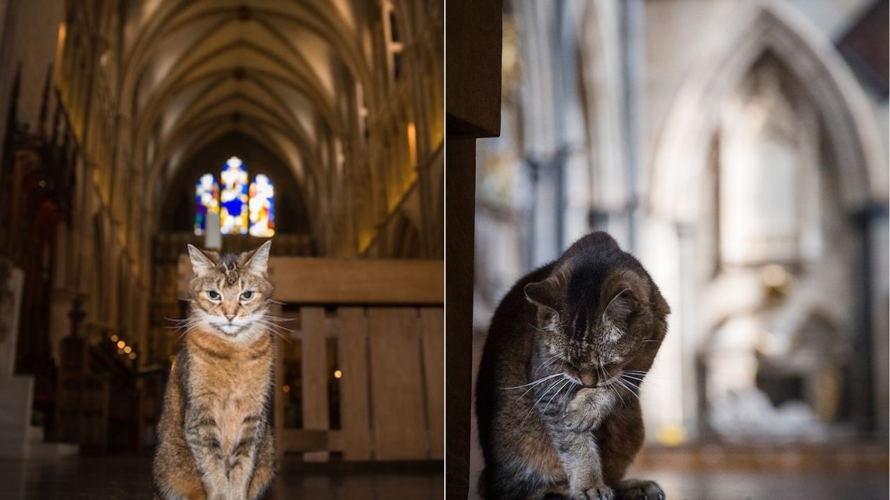 gatto randagio pianto dalla chiesa in cui ha vissuto