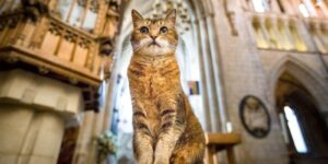 Una chiesa in Inghilterra ha reso omaggio a un gatto che ha vissuto lì per ben 12 anni