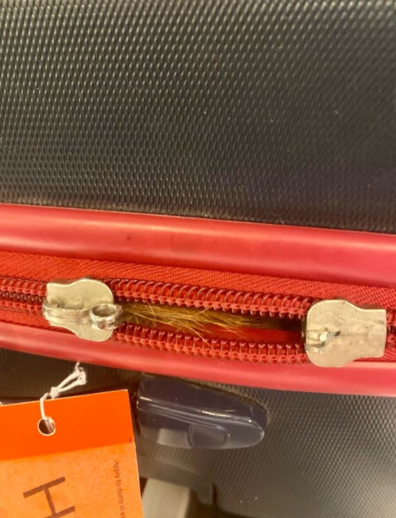 Un gattino dentro una valigia in aeroporto