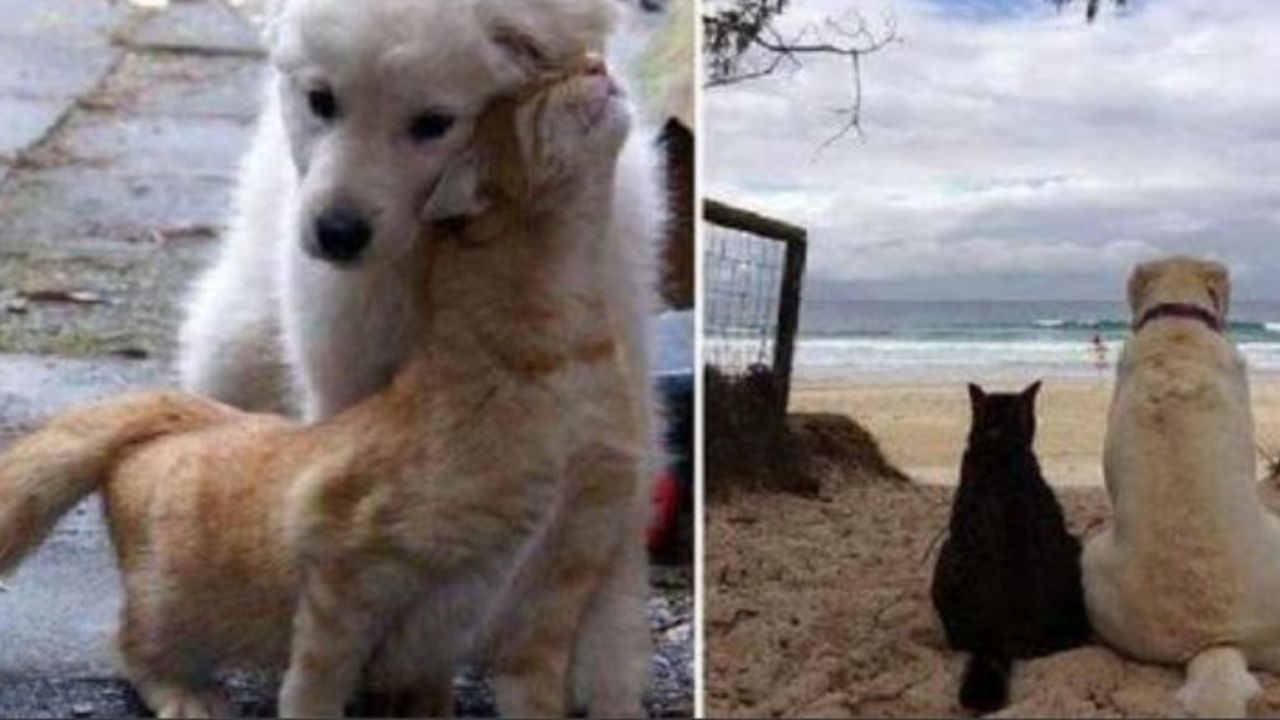 Un gatto e un cane guardano il mare