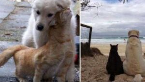 15 gatti follemente innamorati dei loro amici cani