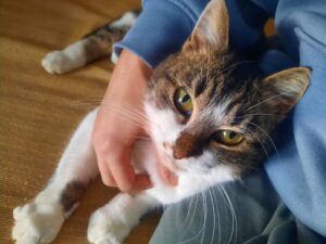 Cindy, adozione urgente per questa meravigliosa gattina: aiutiamola