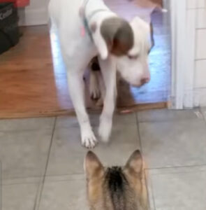 Cucciolo viene attaccato dal gatto e chiama il cane più grande per farsi difendere