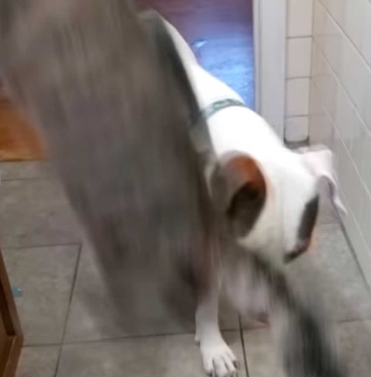 Gatto fa un salto nel lavandino