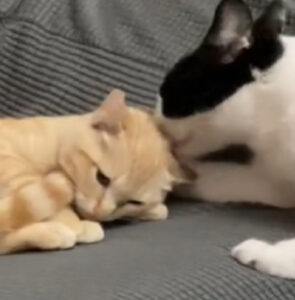 Dolcissimo gattino si innamora subito del suo nuovo fratellino