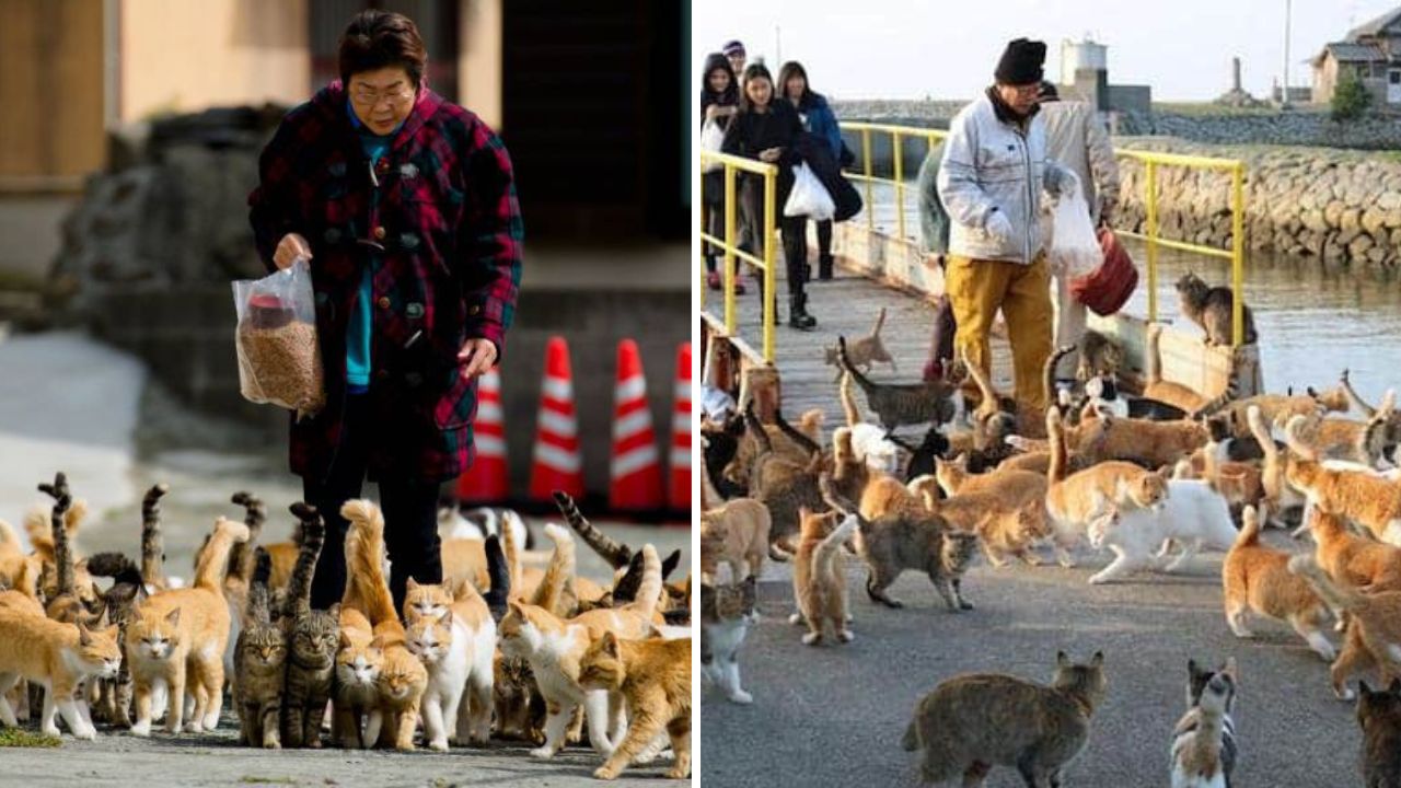 Aoshima isola dei gatti