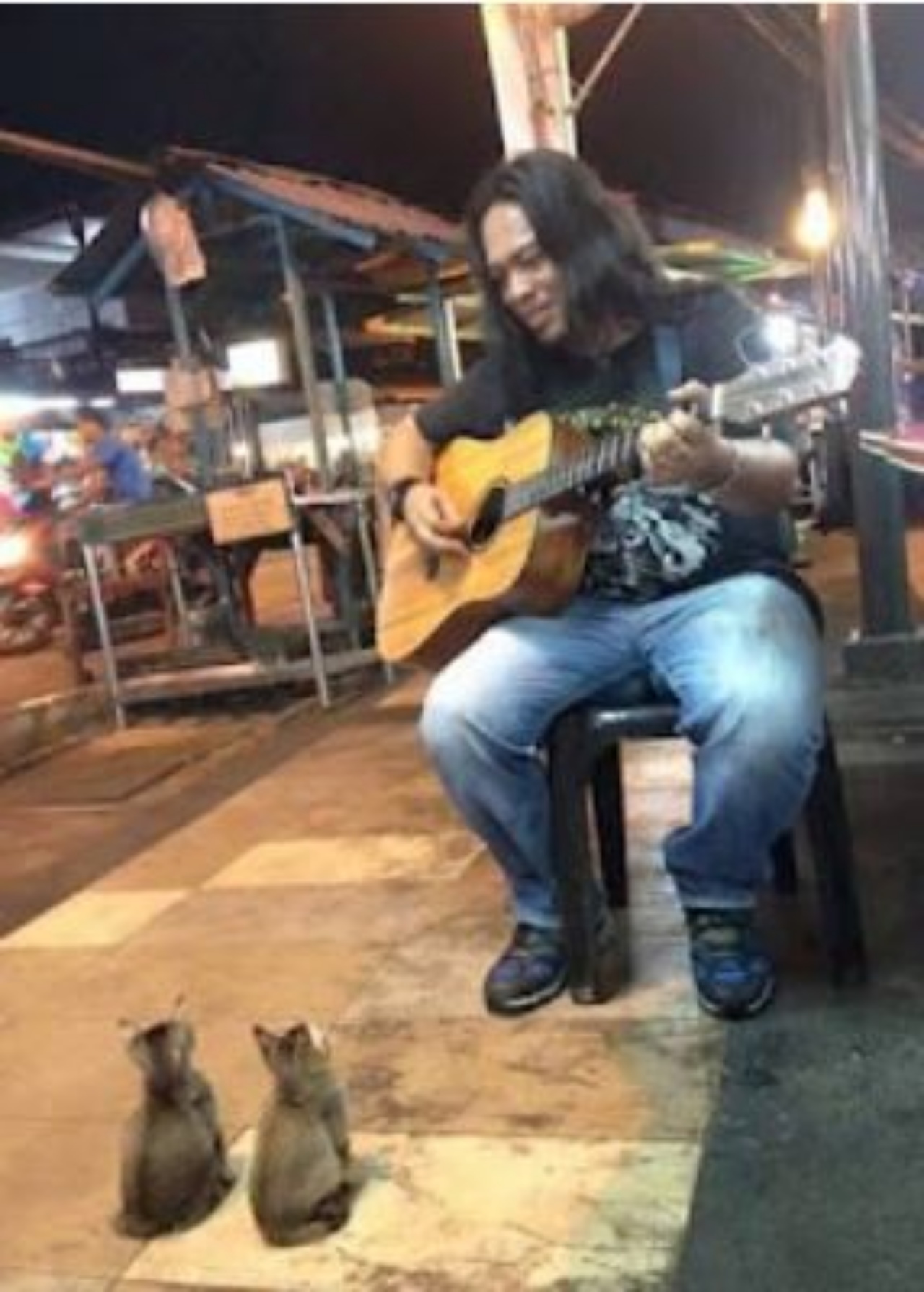 un ragazzo che suona la chitarra insieme a dei gatti