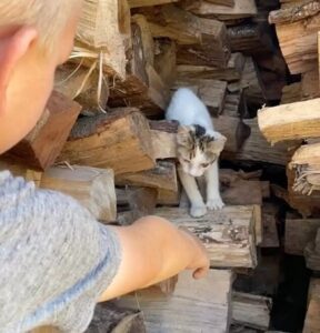 Gatta cerca riparo in un fienile e trova una famiglia per sempre grazie a due bambini