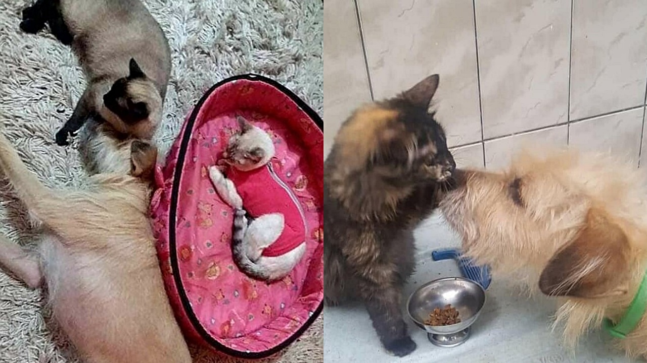 gatti e cane