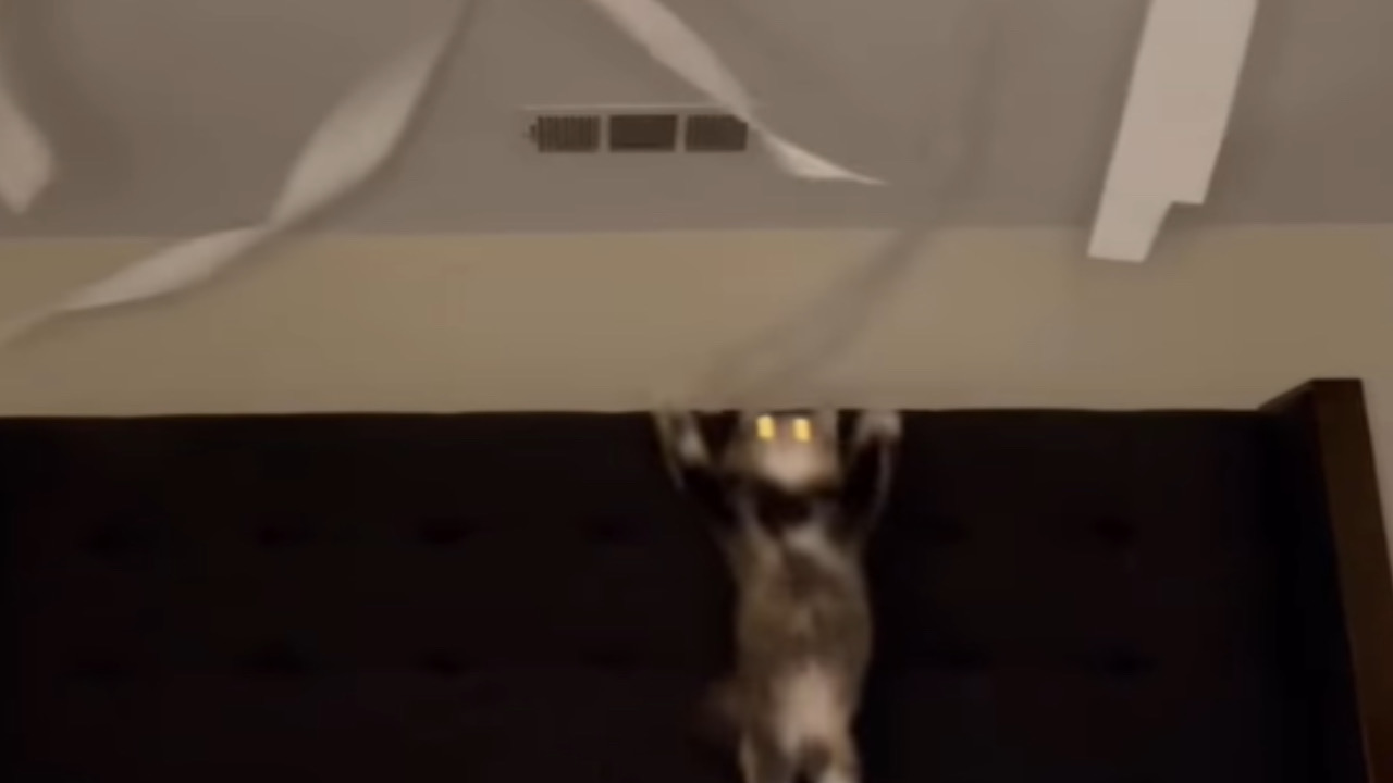 Gatto si arrampica sul lampadario
