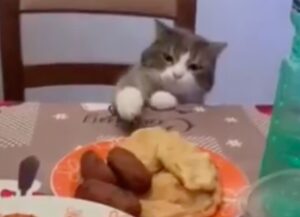 Gatto grigio prova a rubare del cibo dal tavolo senza farsi vedere dai padroni (VIDEO)