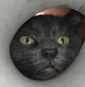 Gatto guarda qualcosa nel tubo