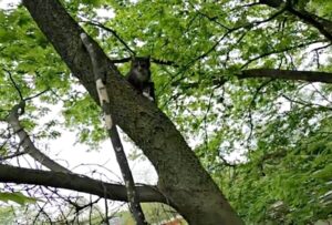 Gatto resta bloccato per due giorni interi su un albero