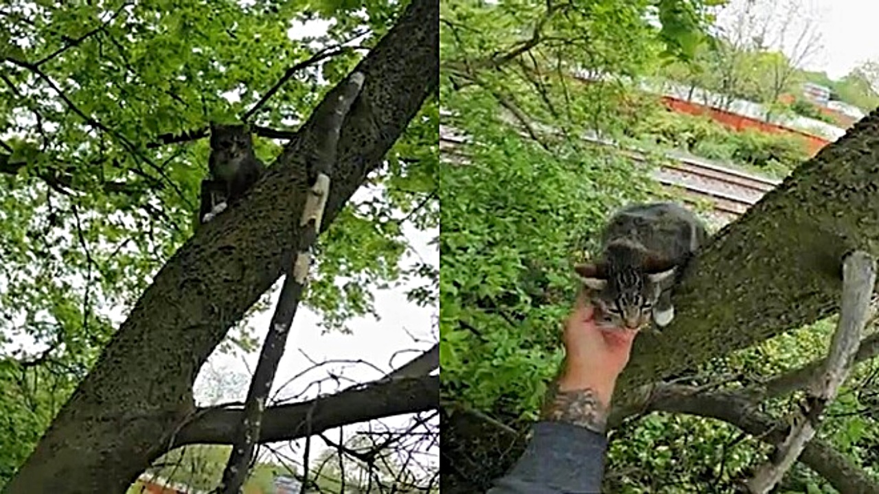 gatto su albero