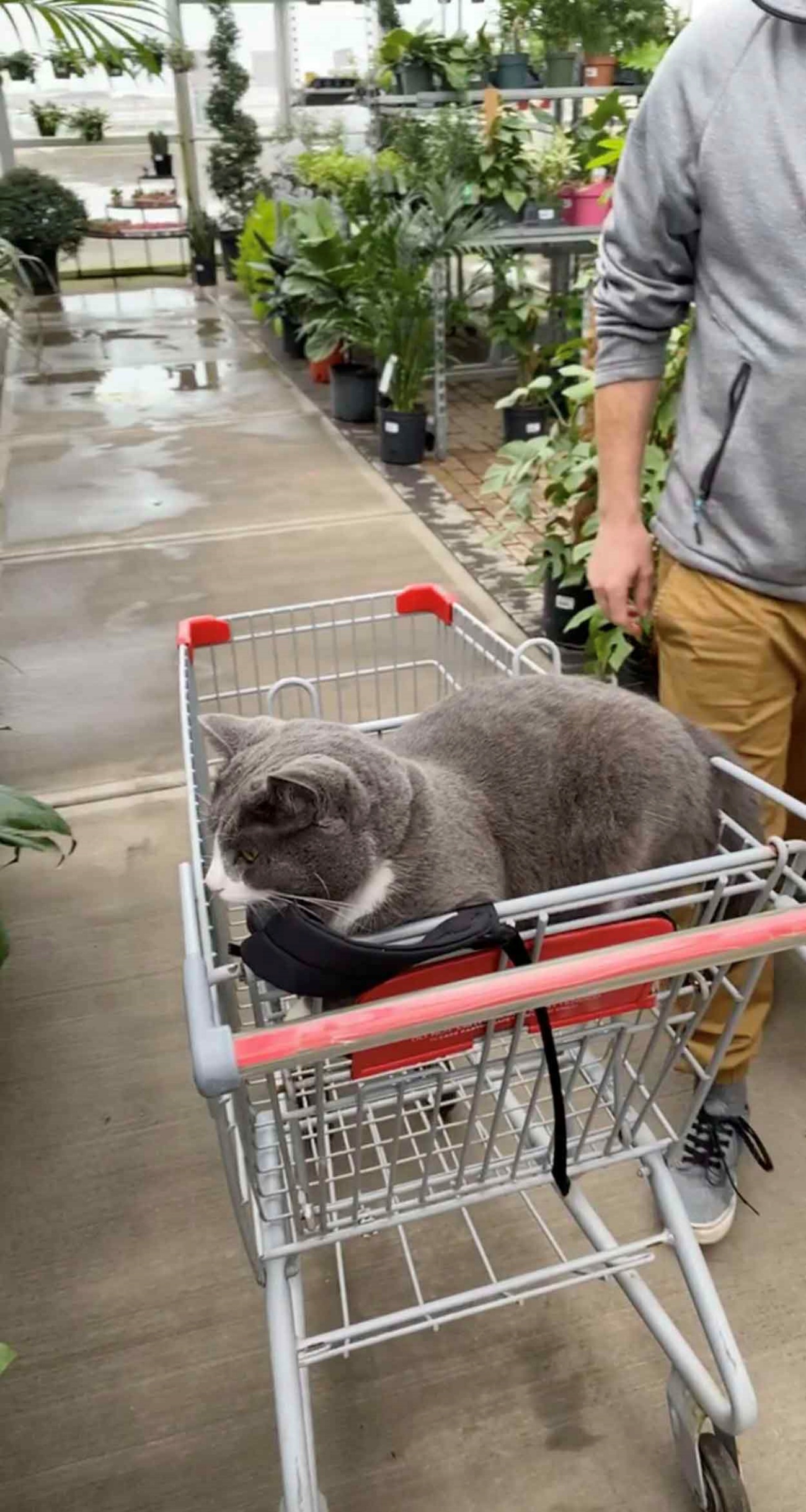 micio nel carrello