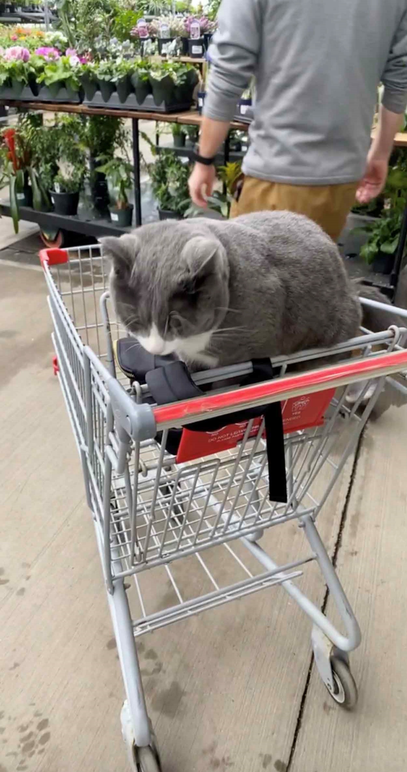 gatto sul carrello