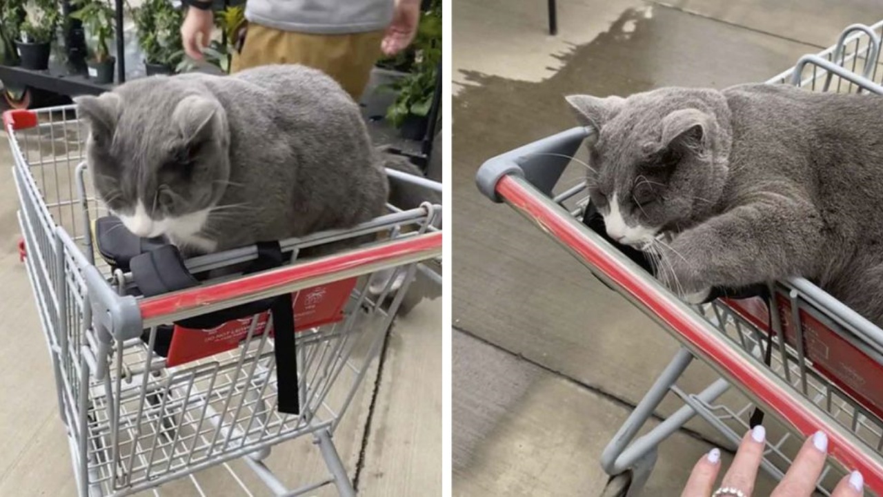 gatto nel carrello